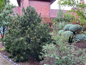 IMG_9638.jpeg