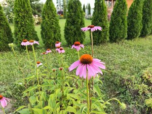 IMG_20240720_203626.jpg