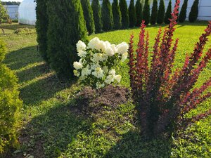 IMG_20240728_082142.jpg