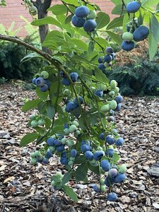 IMG_0147.jpeg