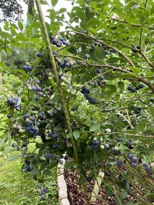 IMG_0227.jpeg