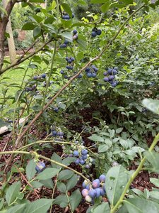 IMG_0226.jpeg