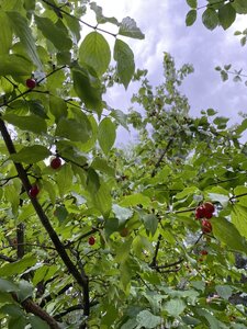 IMG_0243.jpeg