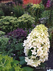 IMG_20240731_204740_1.jpg