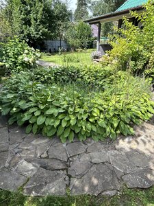 IMG_2290.jpeg