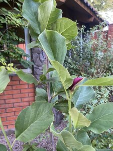 IMG_0681.jpeg