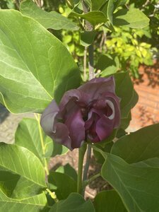 IMG_0742.jpeg