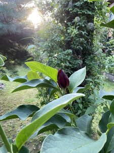 IMG_0316.jpeg