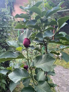 IMG_0574.jpeg