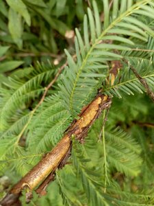 IMG_20241006_133333_438.jpg