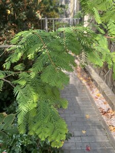 IMG_0976.jpeg