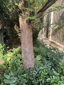 IMG_0977.jpeg