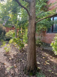 IMG_0979.jpeg