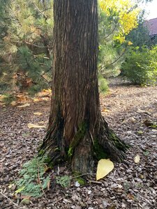 IMG_0980.jpeg