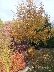IMG20241023120254.jpg