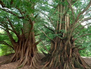 Metasequoia-glyptostroboides-.jpg