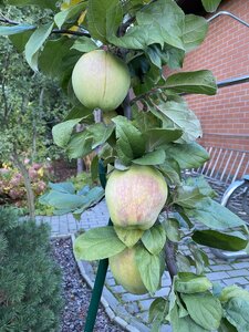 IMG_1020.jpeg