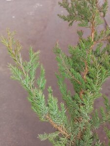 IMG_20241123_111352.jpg