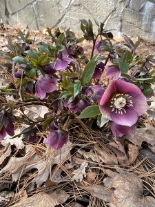 IMG_4108.jpeg