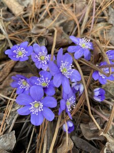 IMG_4106.jpeg