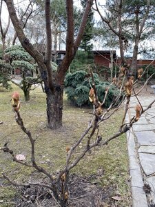 IMG_4109.jpeg