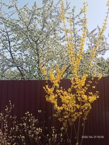 IMG20250421100517.jpg
