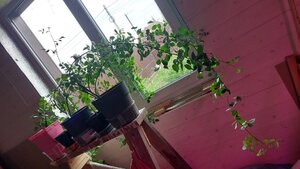 20250503_155416.jpg