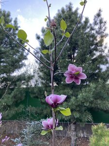 IMG_4371.jpeg