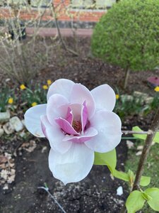 IMG_4369.jpeg
