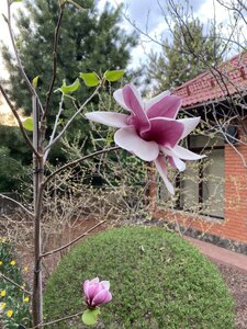 IMG_4334.jpeg