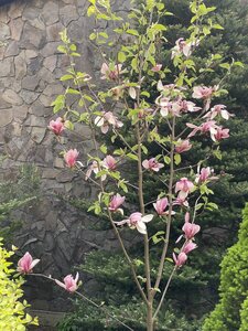 IMG_4629.jpeg
