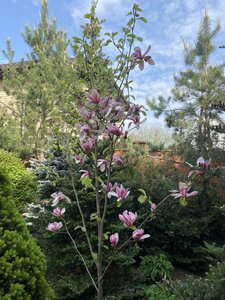 IMG_4628.jpeg