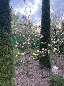 IMG_4473.jpeg