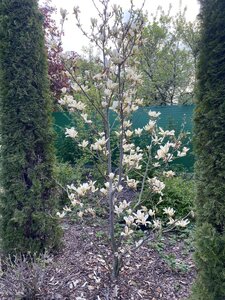 IMG_4588.jpeg