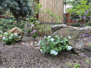 IMG_4665.jpeg
