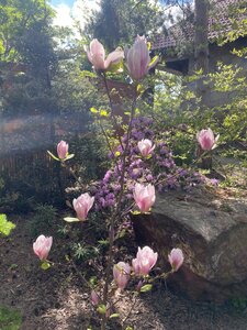 IMG_4478.jpeg
