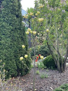 IMG_4586.jpeg