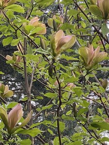 IMG_4639.jpeg