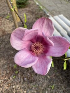 IMG_4559.jpeg