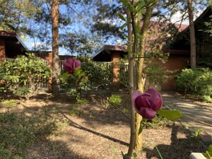 IMG_4493.jpeg
