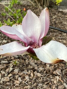 IMG_4555.jpeg