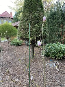 IMG_4421.jpeg