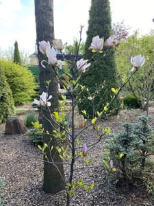 IMG_4499.jpeg