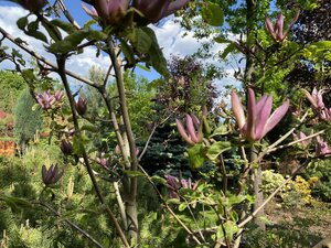 IMG_4811.jpeg