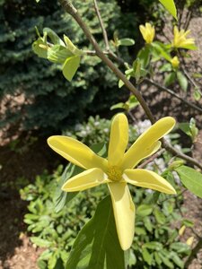 IMG_4798.jpeg