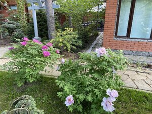 IMG_4740.jpeg