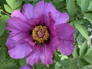 IMG_4736.jpeg