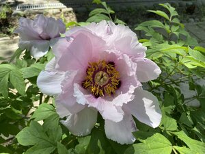 IMG_4735.jpeg