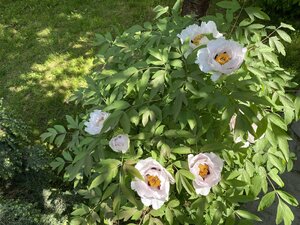 IMG_4733.jpeg