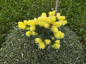 IMG_20250525_201152.jpg